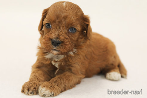 成約済の神奈川県のキャバプー:キャバリア×トイプードル-370009の2枚目